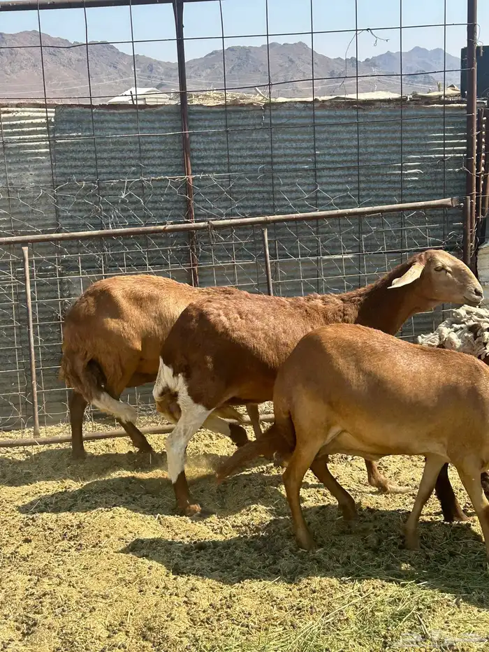 للبيع ضان سواكن مضاريع الحد 1350 4