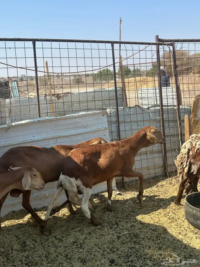 للبيع ضان سواكن مضاريع الحد 1350 1