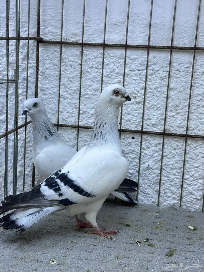 للبيع حمام بوز 0