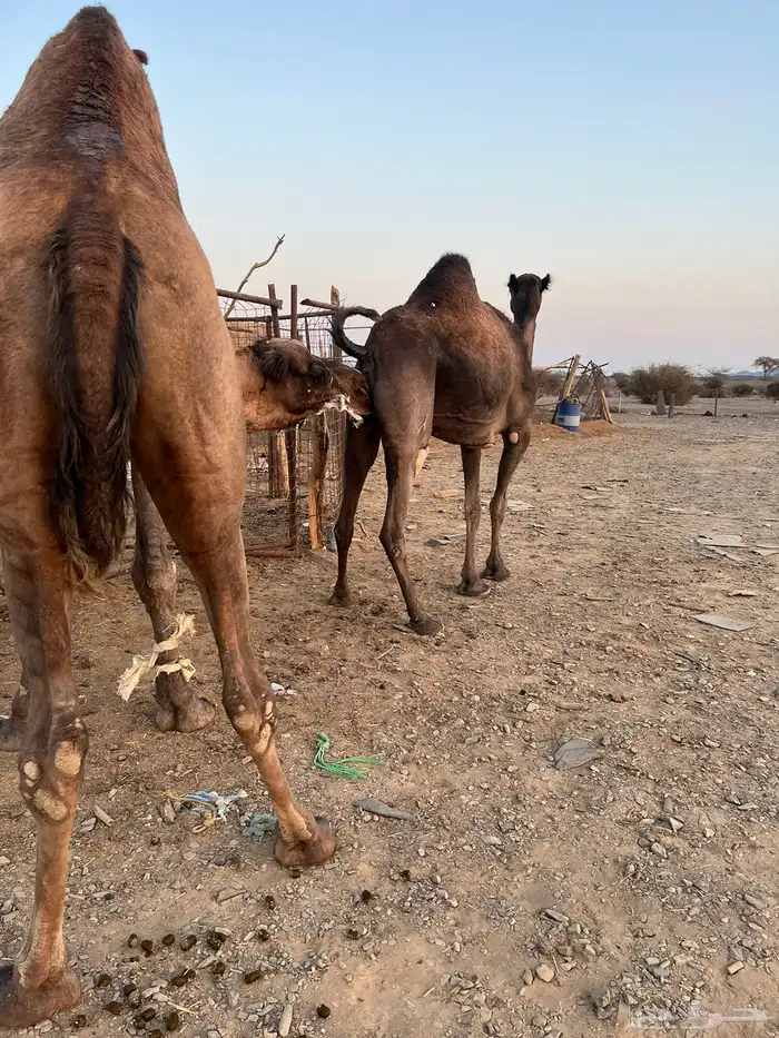 للبيع ناقه معشر 5