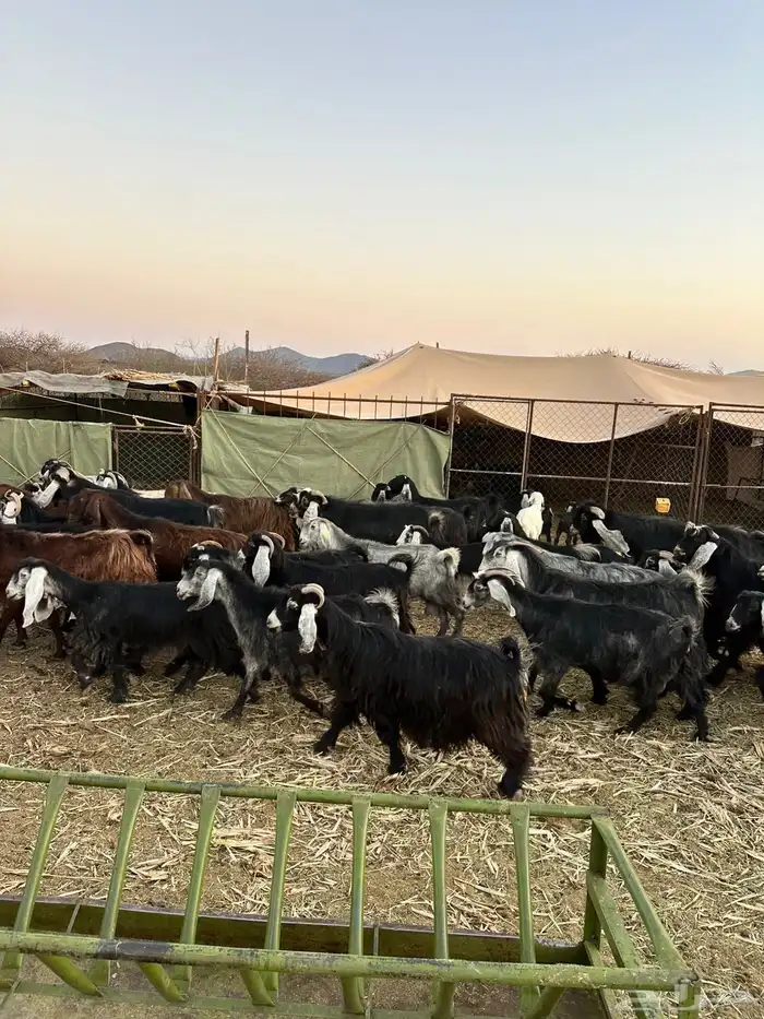 معزا لبيع موليد 17