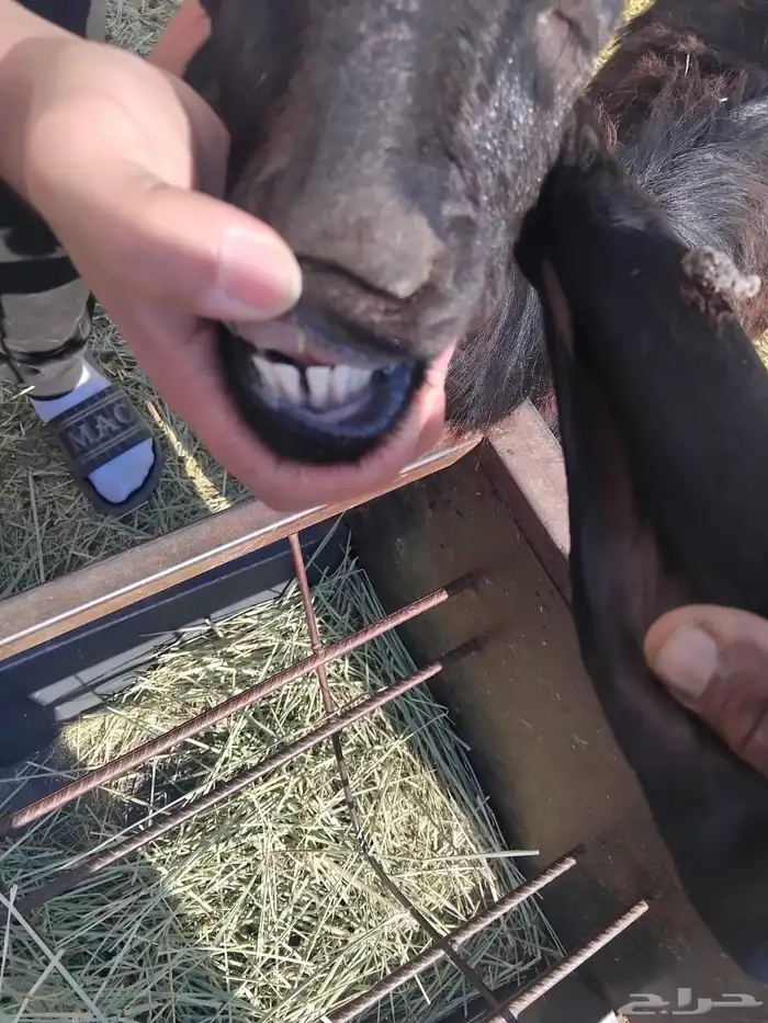 جفرة جذعه متومه 5