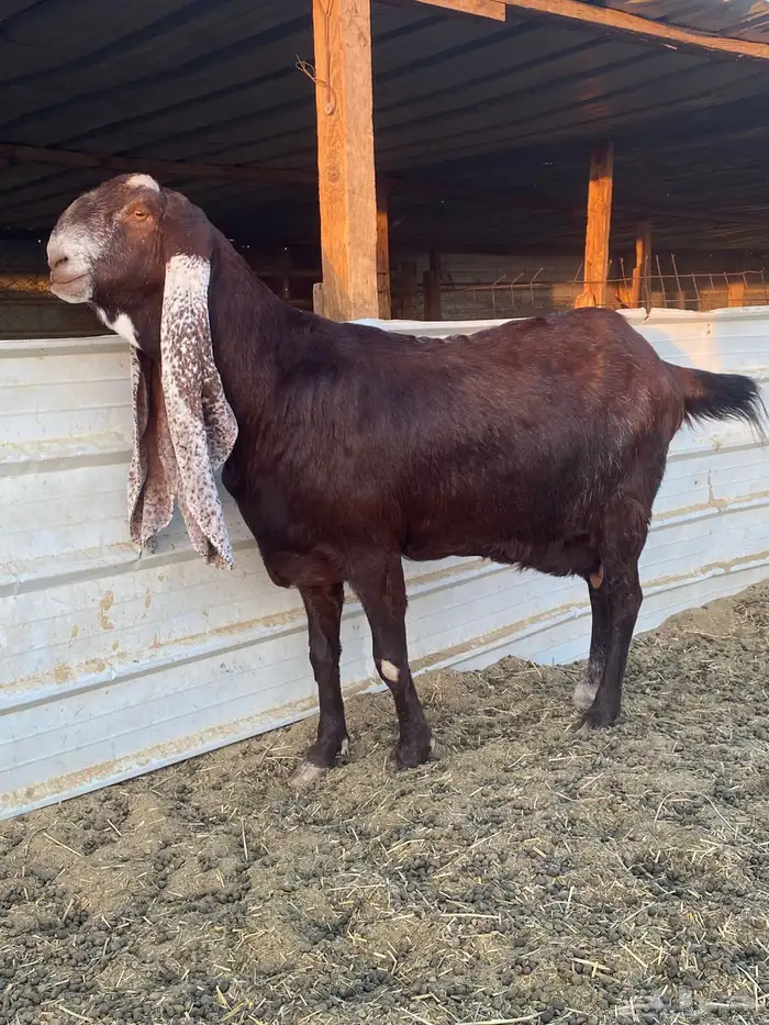 عنز هولنديه خصم الخصم 1