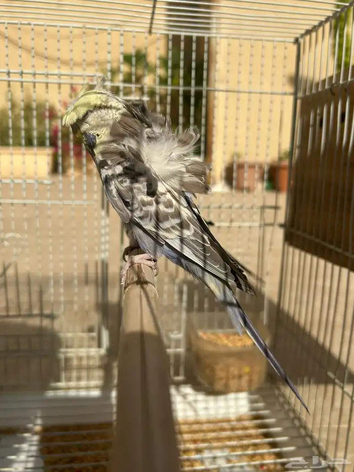 للبيع جوز هوقو مكس انقليزي فاخر 7