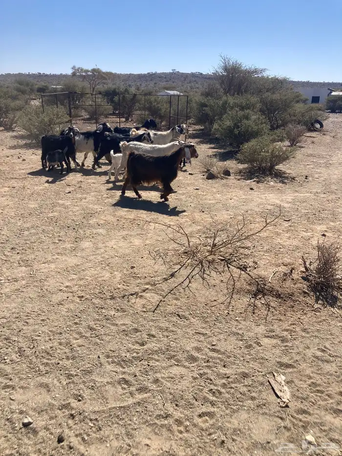 معزا خلفات 0