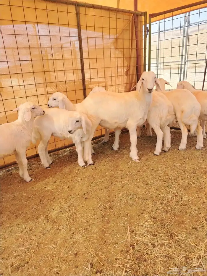 طليان ورخال للبيع العدد 11 1