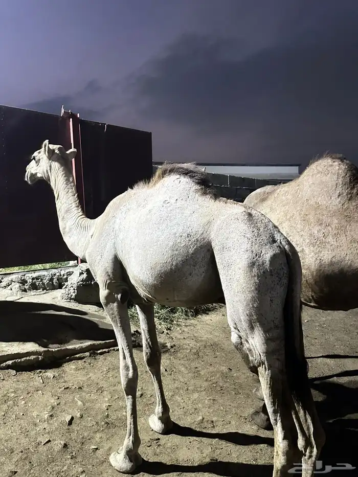 حاشي للبيع 1