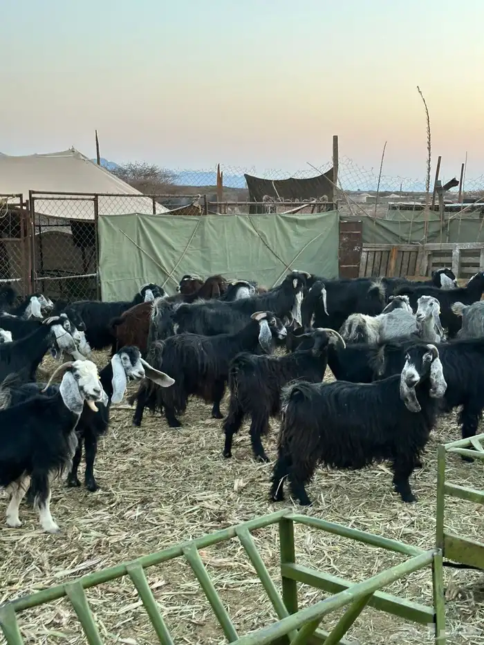 معزا لبيع موليد 9