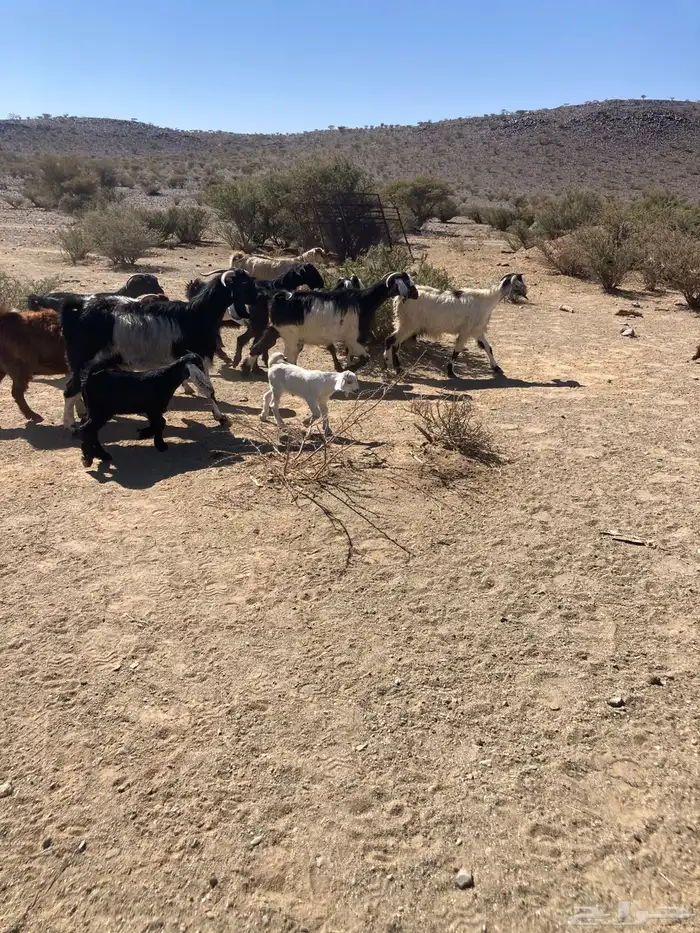 معزا خلفات 1