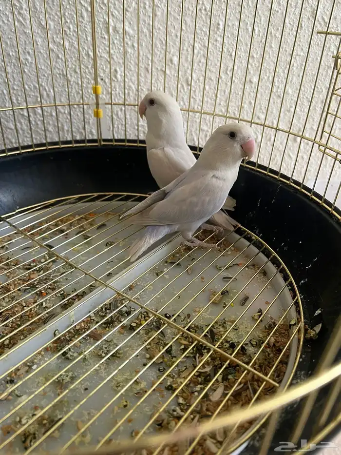 المزاحمية 1