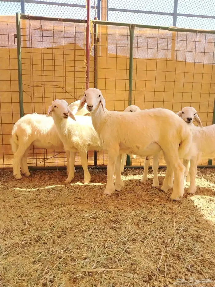 طليان ورخال للبيع العدد 11 0