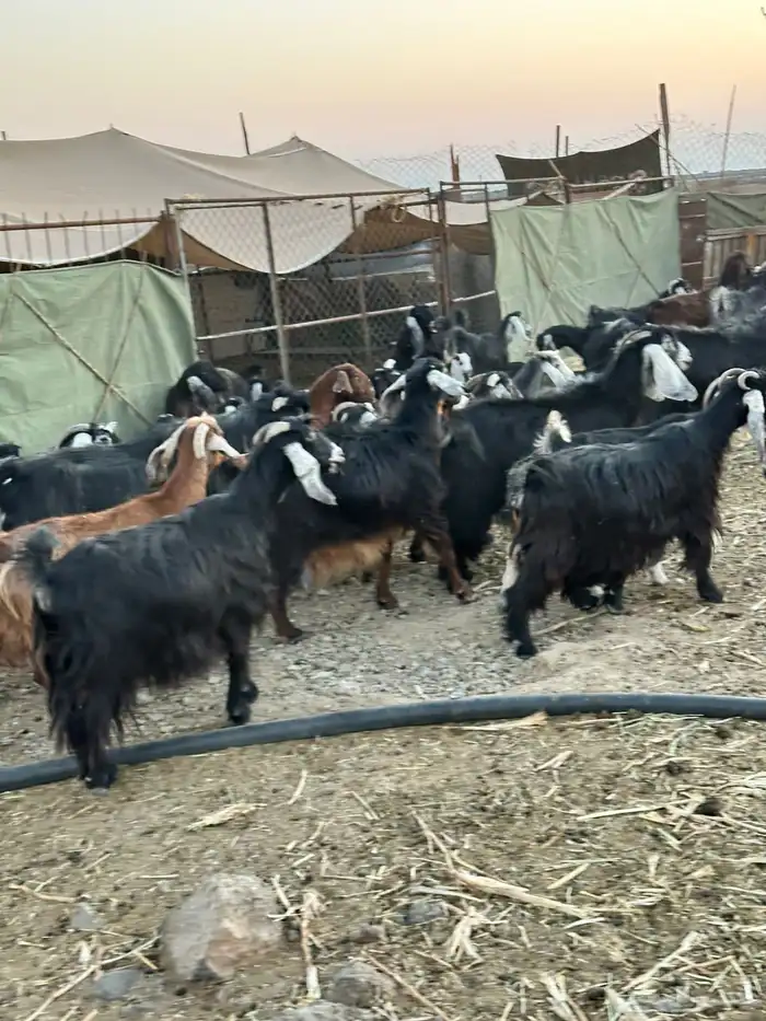 معزا لبيع موليد 16