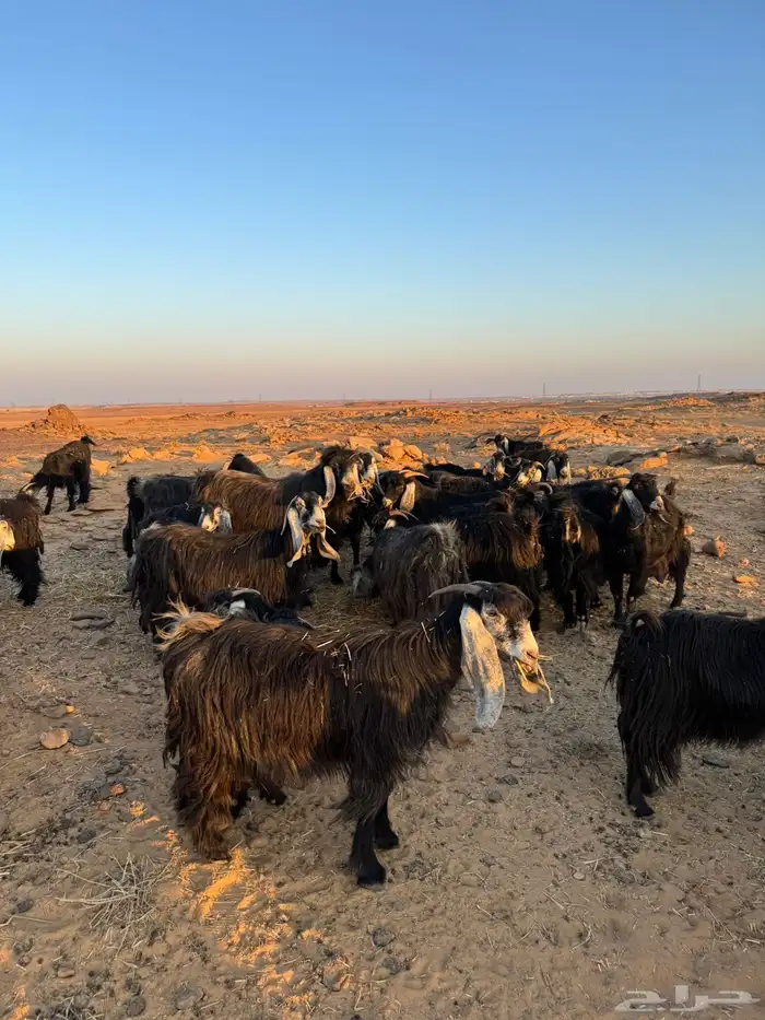 معزا للبيع 0