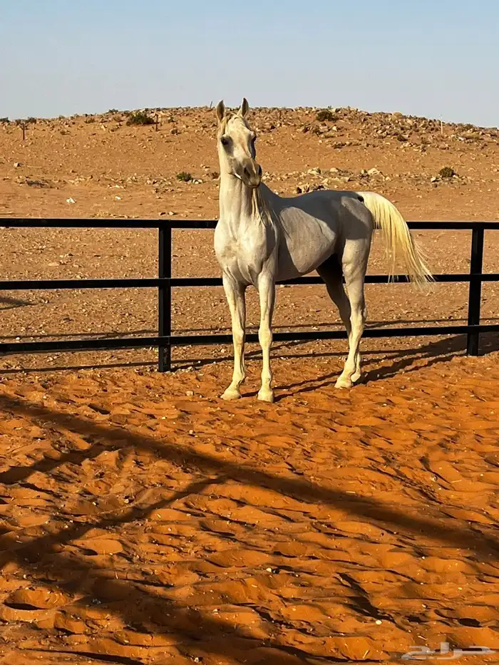 حصان للبيع 5