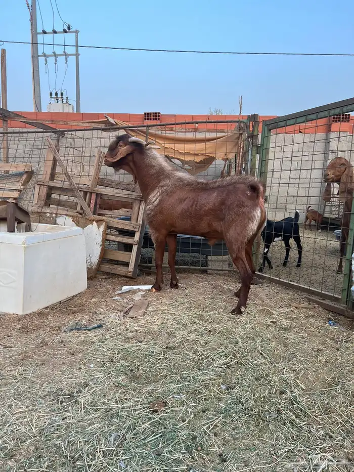 تيس محايلي 2