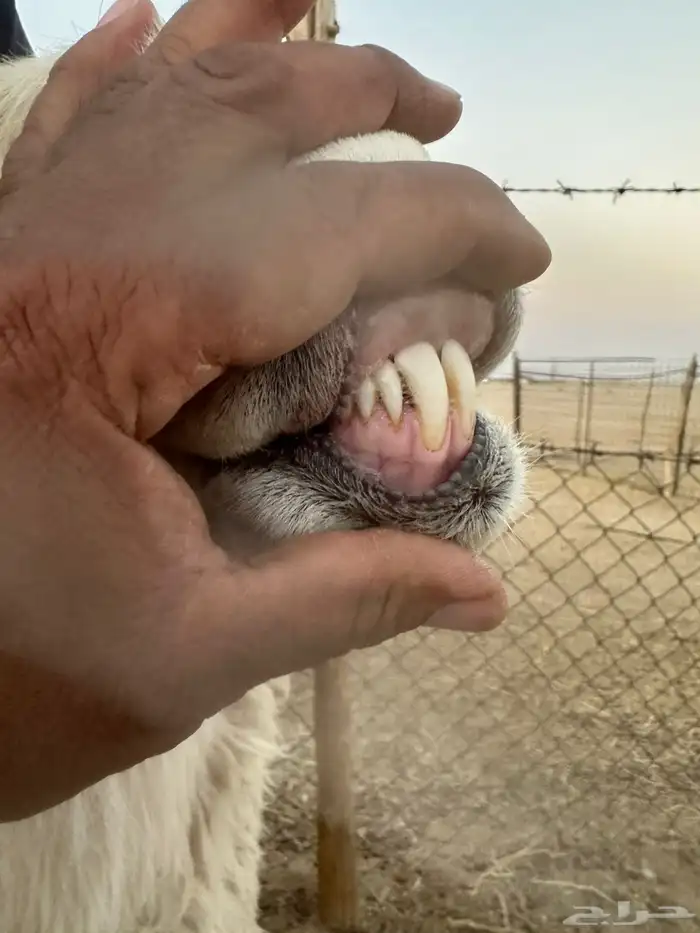 فحل حري ثني طيب 5