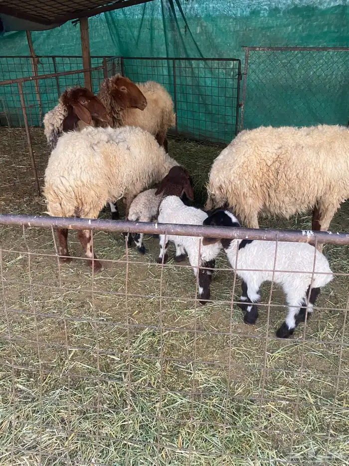 غنم مواليد 3