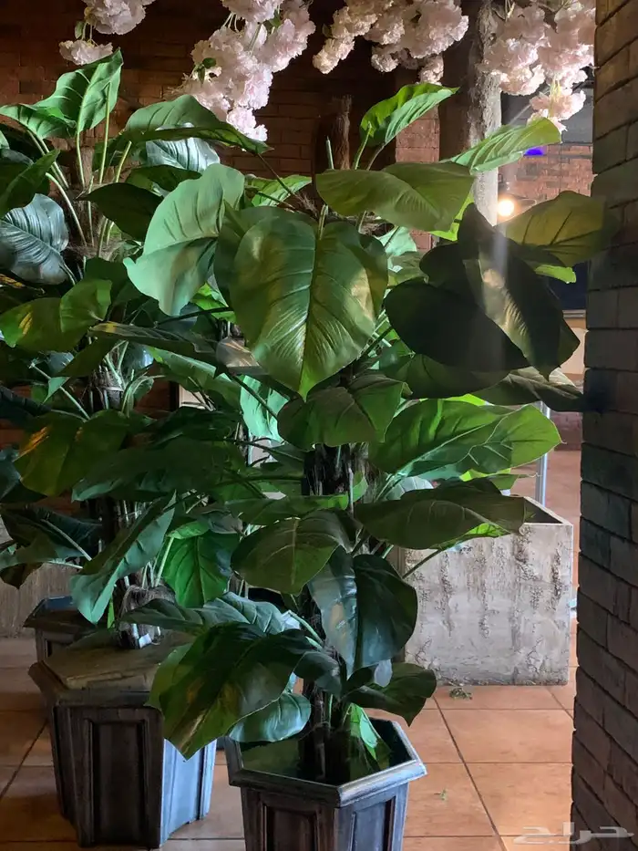 خميس مشيط حي نعمان جوار القاعده الجويه 28