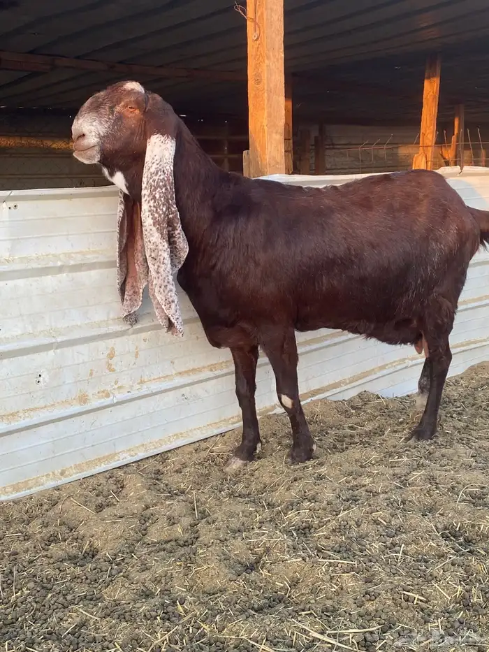 عنز هولنديه خصم الخصم 2