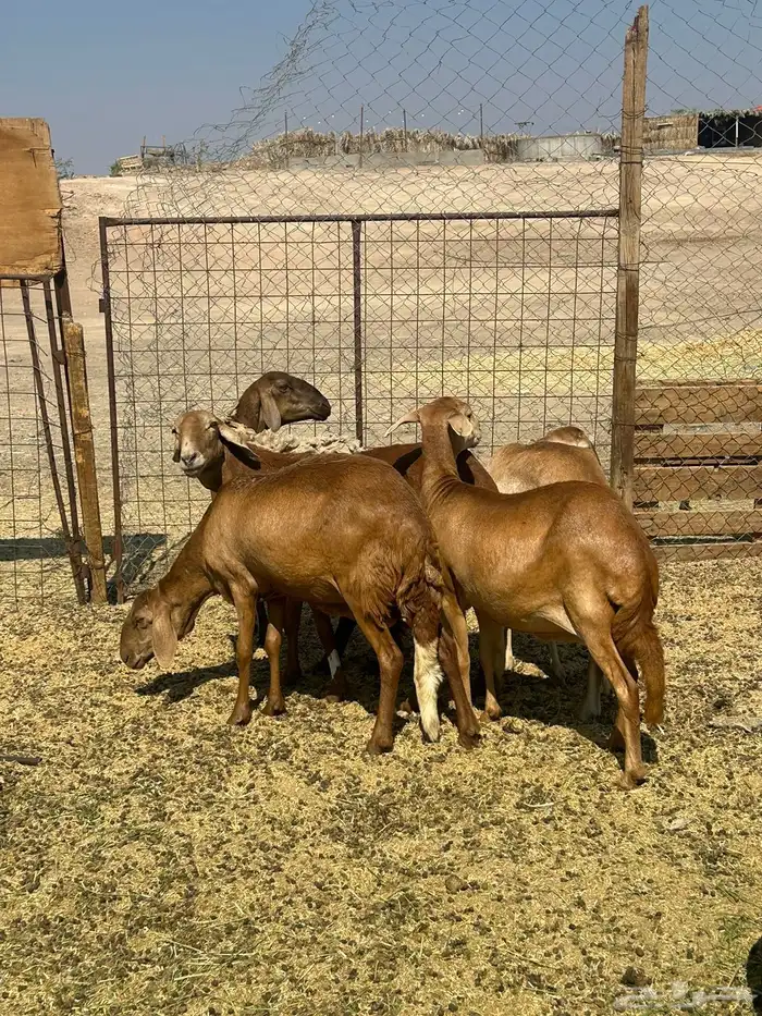 للبيع ضان سواكن مضاريع الحد 1350 7