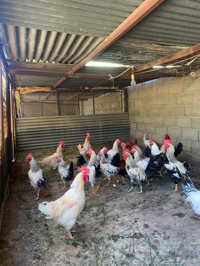 سمان بط دجاج ازولا للبيع 4