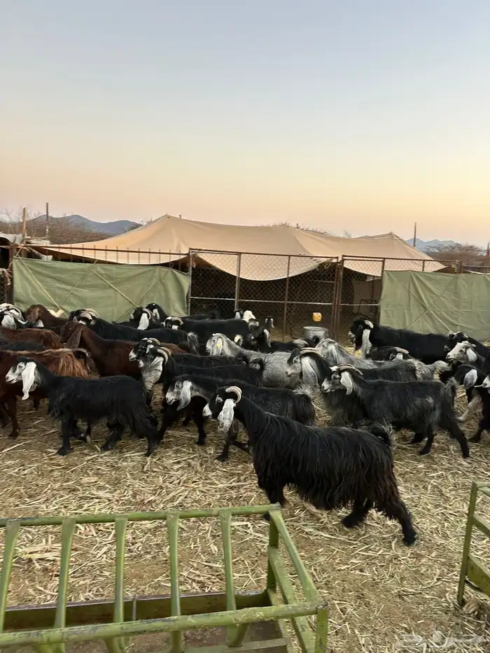 معزا لبيع موليد 22