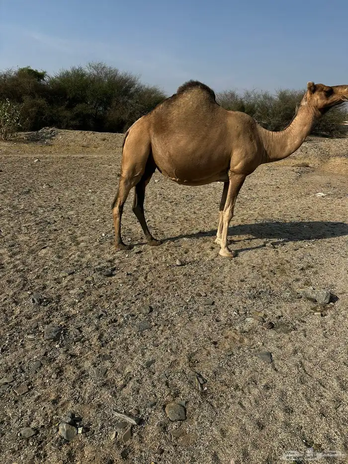 ناقه ملاقي السن ناب مشروطه 1