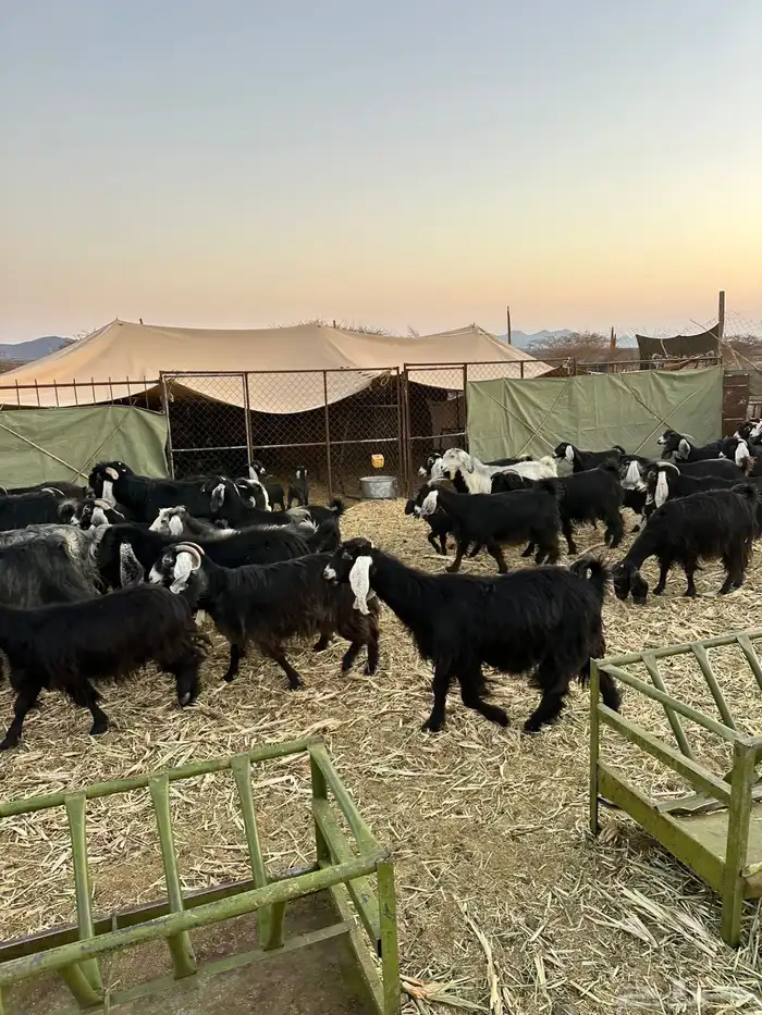 معزا لبيع موليد 28