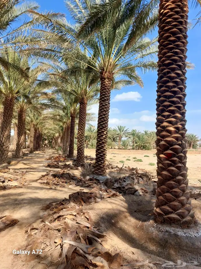 العنوان شقراء ونسا ح 15