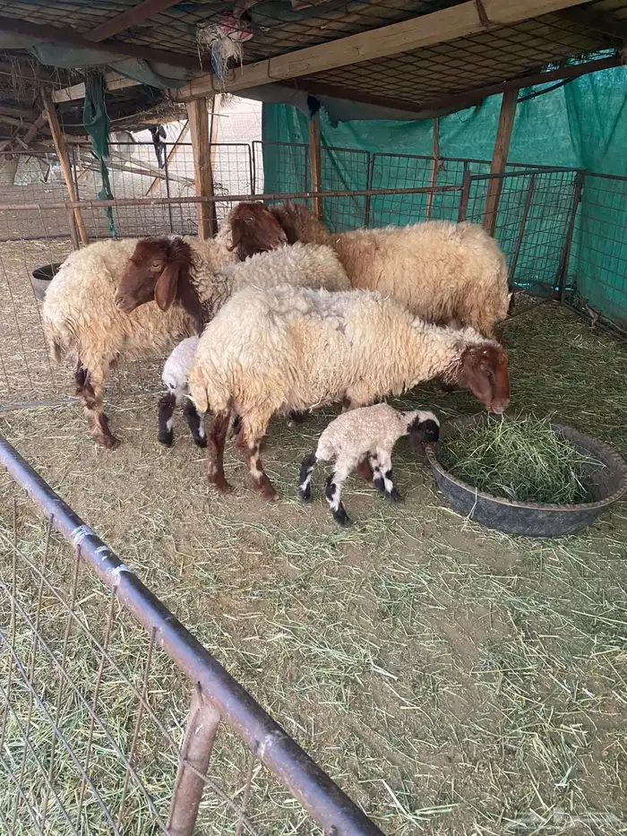 غنم مواليد 1