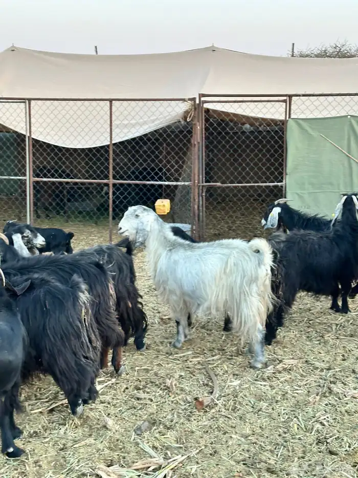 معزا لبيع موليد 19