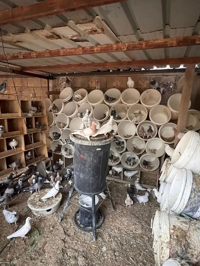 عشة حمام مشكله 0