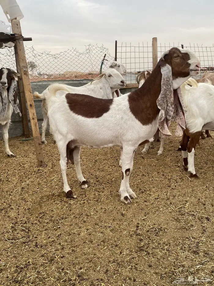 عنز دافع هولندية حجازية خصم الخصم 1