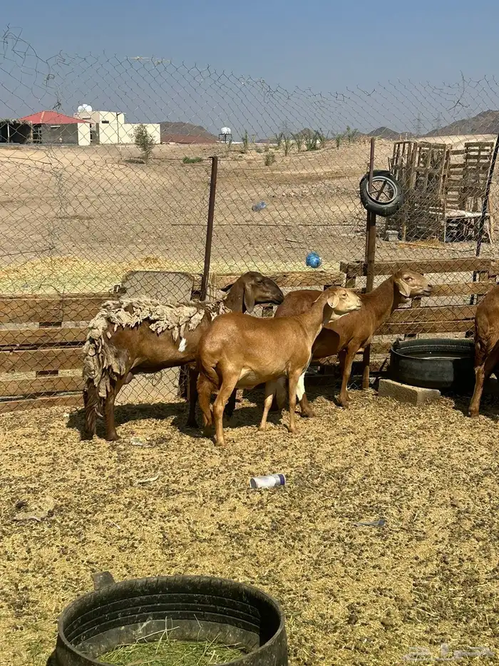 للبيع ضان سواكن مضاريع الحد 1350 8