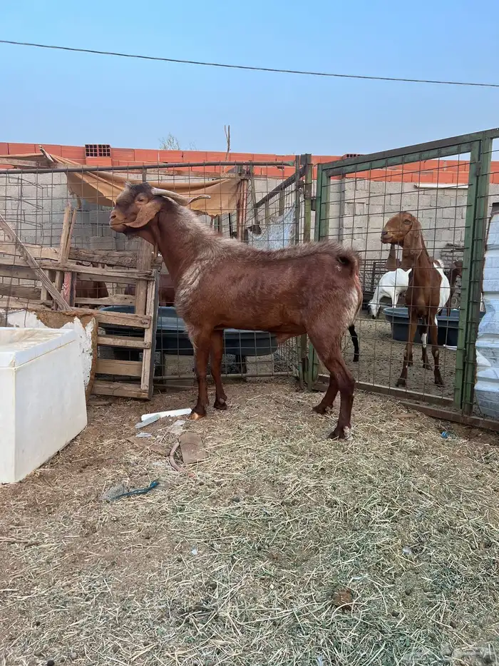 تيس محايلي 3