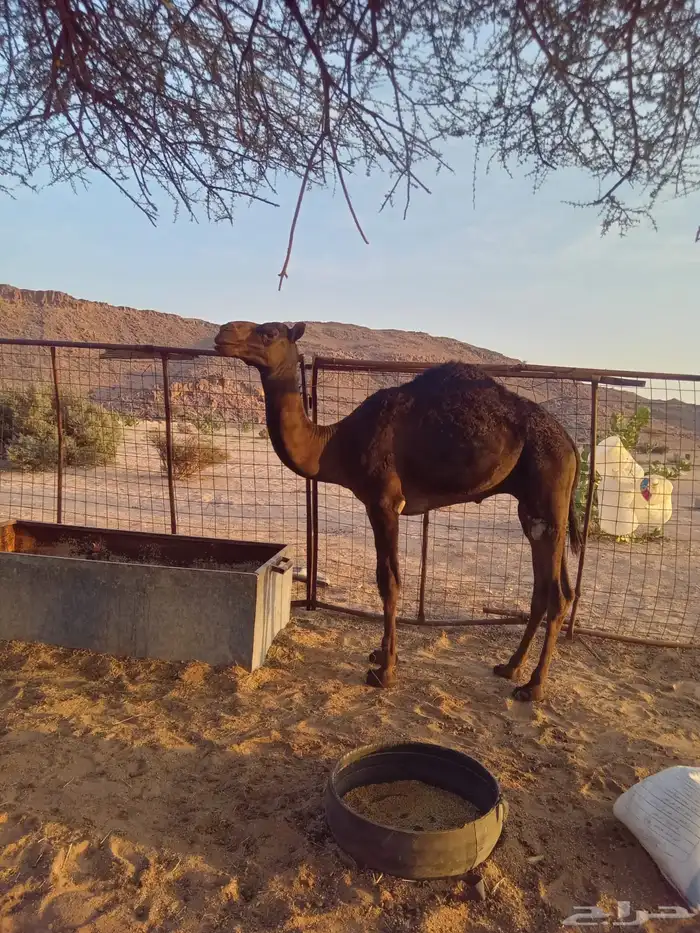 قعدان طيبات 0