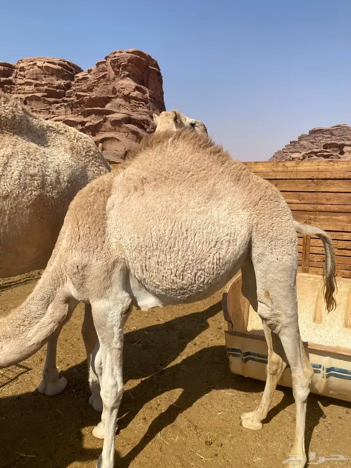 قعدان للبيع 1