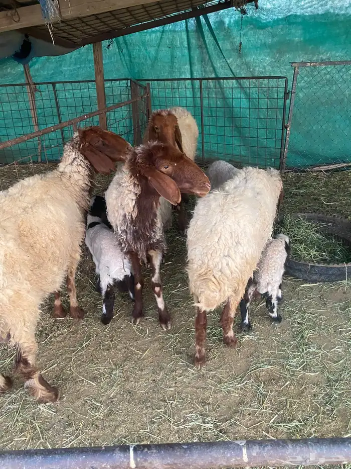 غنم مواليد 2