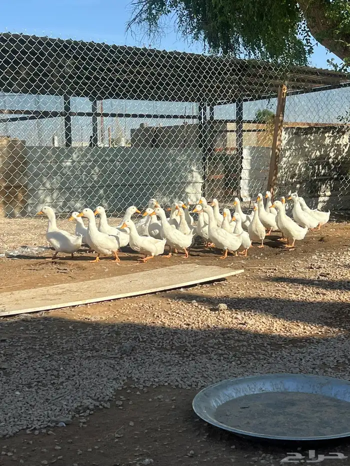 سمان بط دجاج ازولا للبيع 1