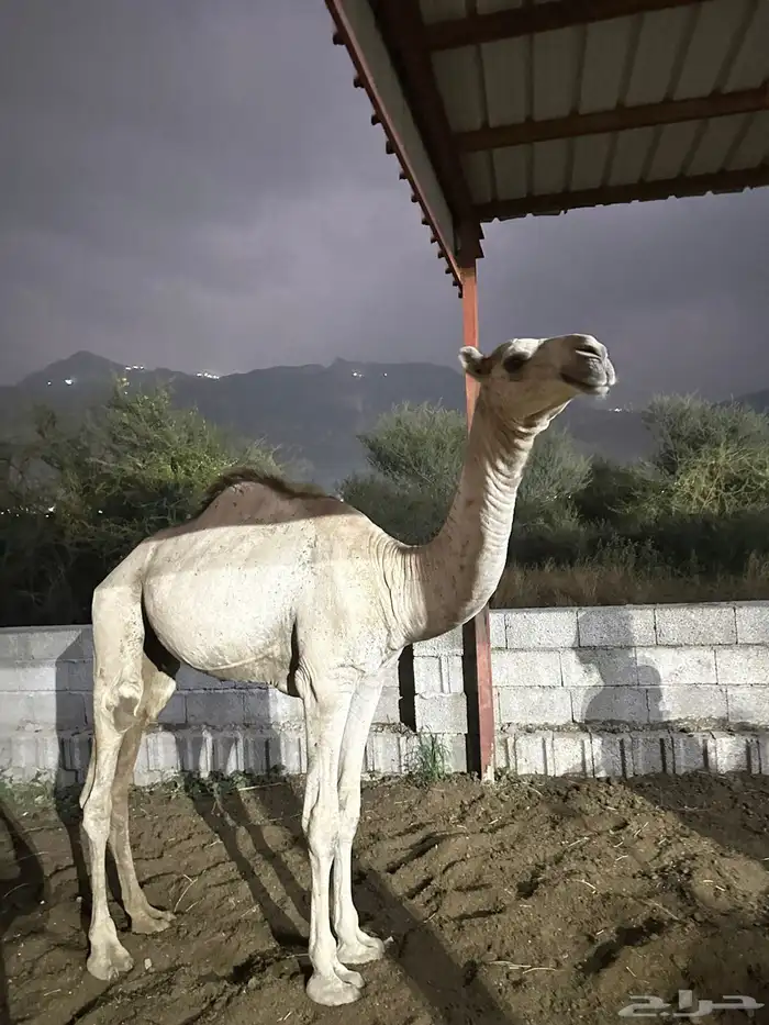 حاشي للبيع 0