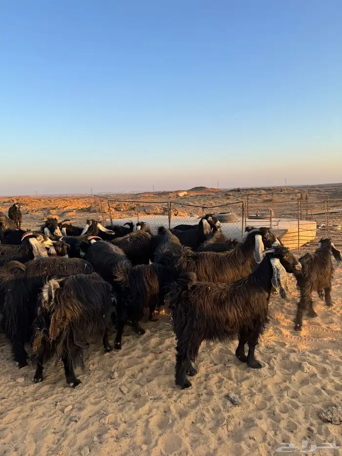 معزا للبيع 2