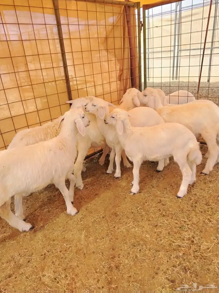 طليان ورخال للبيع العدد 11 4