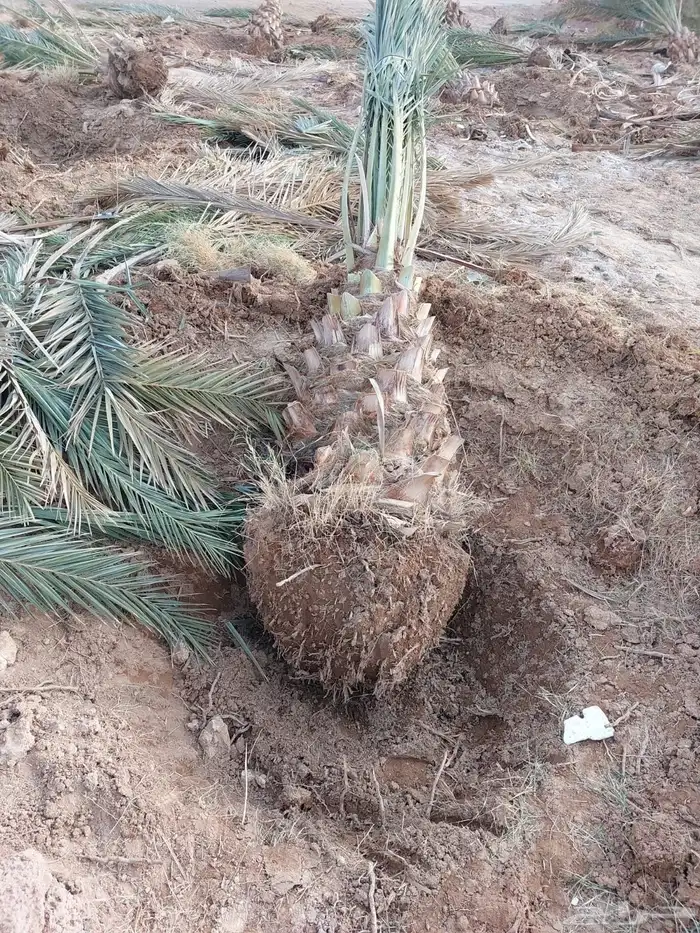 نخل للبيع نخيل اشجار نخيل عربي مثمر 3