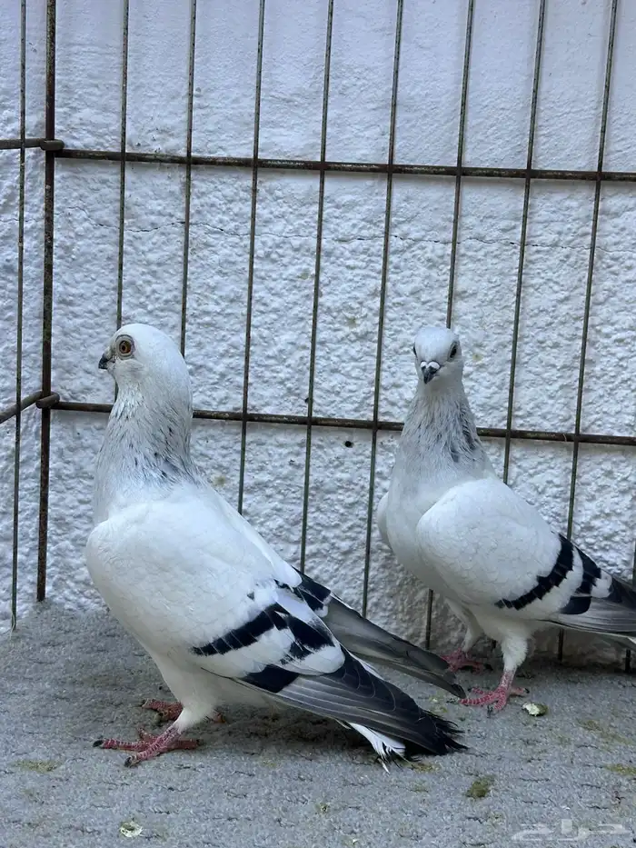 للبيع حمام بوز 2