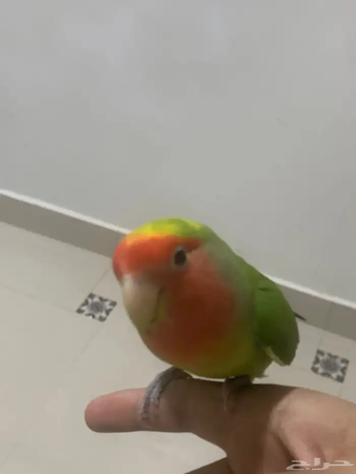 روز اليف للبيع 0