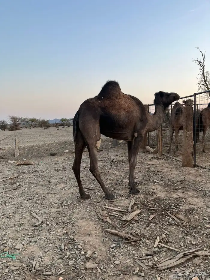 للبيع ناقه معشر 1