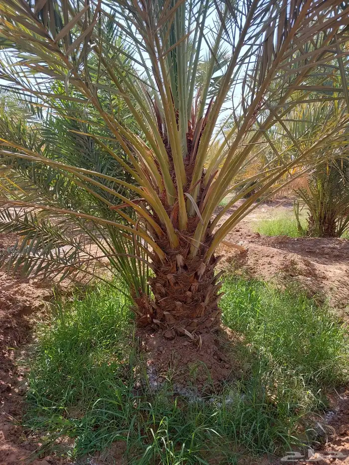 نخل للبيع نخيل اشجار نخيل عربي مثمر 10