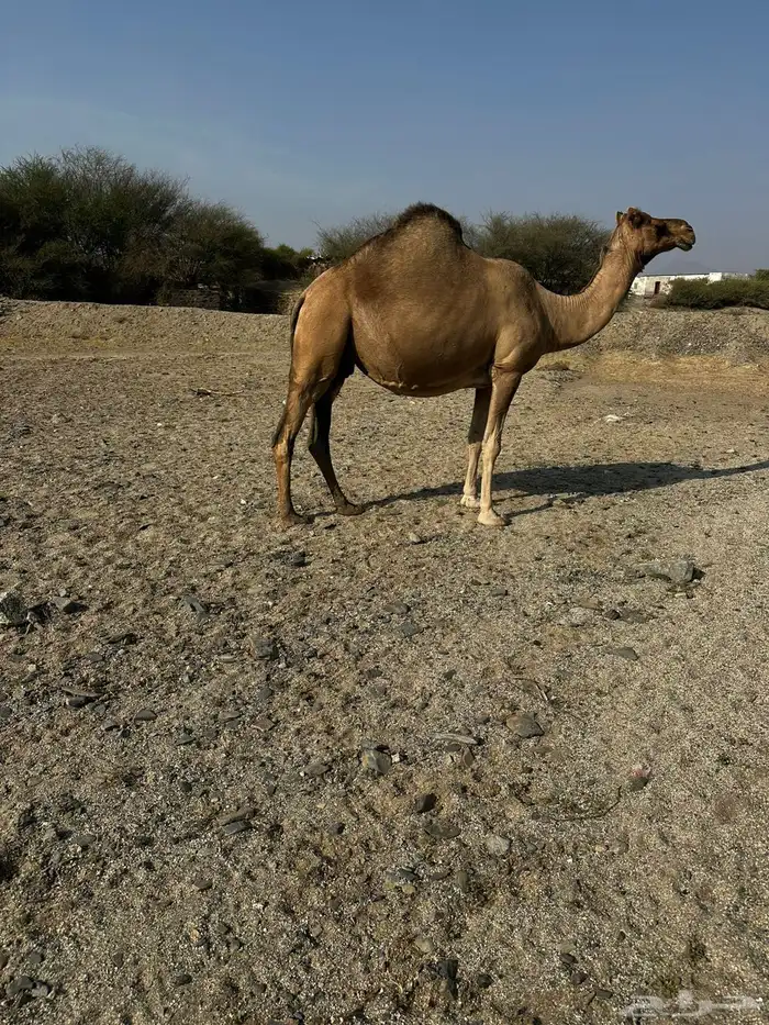 ناقه ملاقي السن ناب مشروطه 0