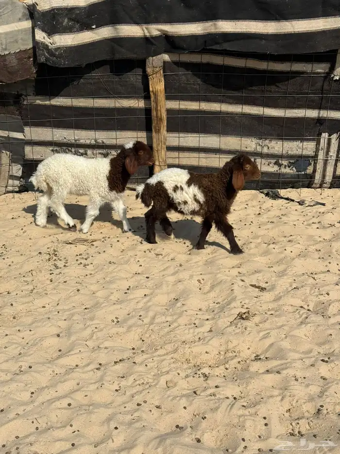 دواغير للبيع 2