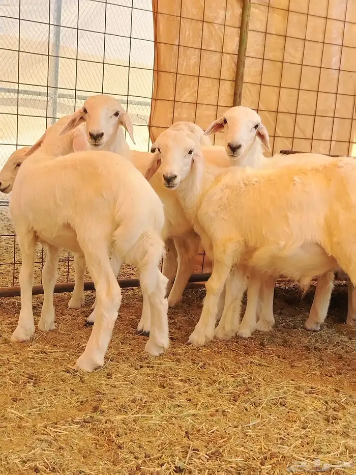 طليان ورخال للبيع العدد 11 2